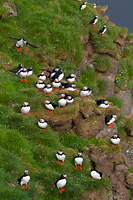 Atlantic Puffins, (Fratercula arctica), Iceland