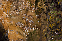 Black-legged Kittiwake Colony, Iceland