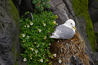 Black-legged Kittiwake, Iceland