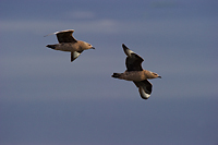 Great Skua, Iceland