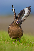 Great Skua, Iceland