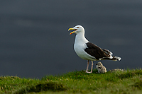 Great Black-backed Gull, with Chick, Ingolfshofdii Headlands, Iceland