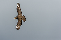 Great Skua in Flight, Ingolfshofdi Headlands, Iceland