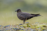 Parasitic Jaeger (Artic Skua), Iceland