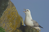 Northern Fulmar, (Fulmarus glacialis), Iceland