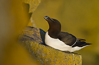 Razorbill, (Alca torda), Iceland