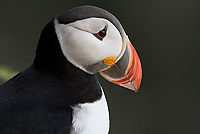 Atlantic Puffin, Barbara Baird