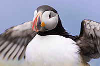 Atlantic Puffin Spreading Wings, Heidi Reyst