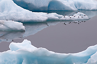 Arctic Terns on Icebergs, Kyle Troyer