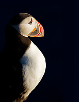 Atlantic Puffin, Mavis DeVoe