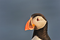 Atlantic Puffin, Steven and Suzanne Barger