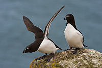 Razorbills, Steven and Suzanne Barger