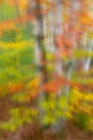 Birch Trees; Autumn; Alger County; Michigan; Forest; Multiple