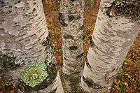 Birch Trees; Autumn; Alger County; Michigan; Forest