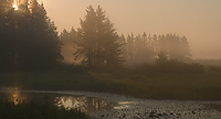 Foggy Morning, Northern Michigan