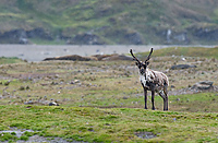 Reindeer, (Rangifer tarandus), Fortuna Bay, South Georgia Island