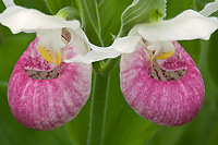 Showy Lady's-slipper Orchid (Cypripedium reginae) Summer, Upper Peninsula, Michigan, Protected Wildflower, Largest Northern Orchid