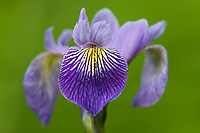 Wild Iris, (Iris versicolor), Summer, Michigan, Protected Species