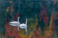 Trumpeter Swans, Ottawa National Forest, Ultimate Autumn Forest and Lake Superior Shoreline, MI