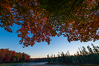 Back Lighting on Maple Leaves, Ottawa National Forest, MI