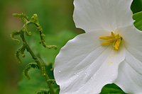 Large-Flowered Trillium