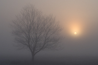 Cherry Tree Silhouette in Fog, Late Spring, Early Summer, Michigan