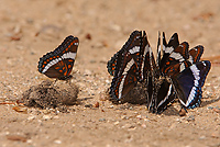 White Admiral Butterflies, (Limenitus arthemis arthemis), Upper Peninsula, Michigan