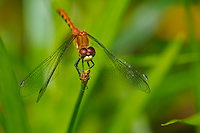 White-faced Meadowhawk, Male, (Sympetrum obtrusum), Eastern Upper Peninsula, Michigan