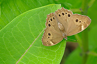 Northern Pearly Eye Butterfly, (Enodia anthedon), Eastern Upper Peninsula, Michigan