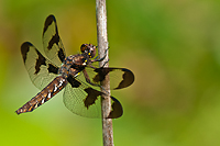 Common Whitetail Skimmer Dragonfly, Summer Safaris, Michigan