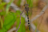Twin-spotted Spiketail Dragonfly, Summer Safaris, Michigan