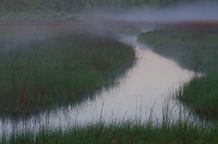 Foggy Bog, Summer Safaris, Michigan