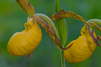 Yellow Lady's-slipper Orchid, Summer Safaris, Michigan