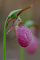 Pink Lady's-slipper Orchid, Summer Safaris, Michigan