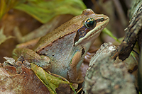 Wood Frog, Summer Safaris, Michigan