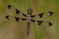 Common Whitetail Skimmer Dragonfly, Summer Safaris, Michigan