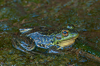 Mink Frog, Summer Safaris, Michigan