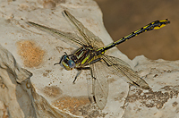 Pronghorn Clubtail, Dragonfly, Summer Safaris, Michigan