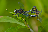 Dot-tailed Whiteface, Dragonflies, Summer Safaris, Michigan