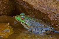 Green Frog, Summer Safaris, Michigan