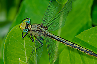 Horned Clubtail, Dragonfly, Summer Safari, Michigan