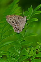 Northern Pearly Eye Butterfly, Summer Safaris, Michigan