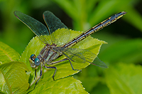 Clubtail Sp., Dragonfly, Summer Safaris, Michigan
