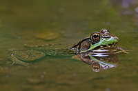 Green Frog, Summer Safaris, Michigan