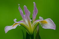 Wild Iris, Summer Safaris, Michigan