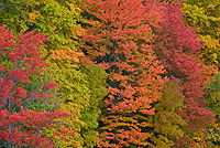 Autumn, Beech and Maple Forest, Eastern Upper Peninsula, Michigan