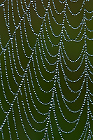 Dew Covered Spider Web
