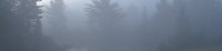 Foggy Bog