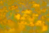 Field of Black-eyed Susans, Multiple Exposure, Foggy Bogs and Dewy Insects Workshop, Michigan