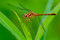 Meadowhawk Dragonfly, Foggy Bogs and Dewy Insects Workshop, Michigan